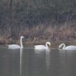 Cygnes chanteurs dans le Tarn